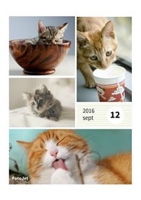 Baby cats collage