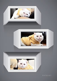 3D cat collage
